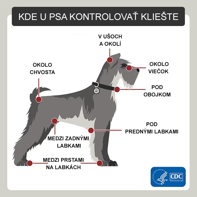 Nákres psa s vyznačenými miestami, kde treba kontrolovať kliešte