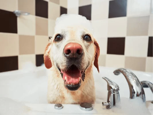 Labrador s penou na hlave stojí vo vani
