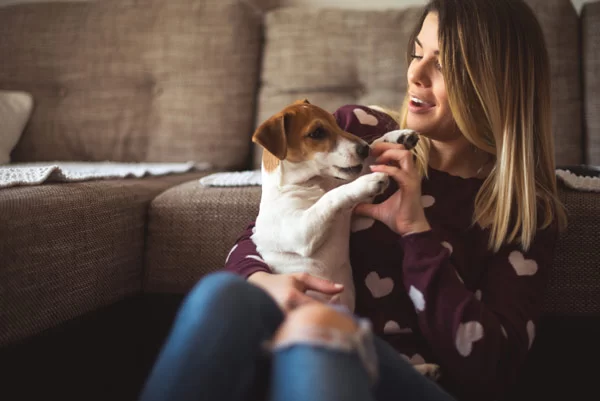 Žena chová v náručí jack russell teriéra na pohovke