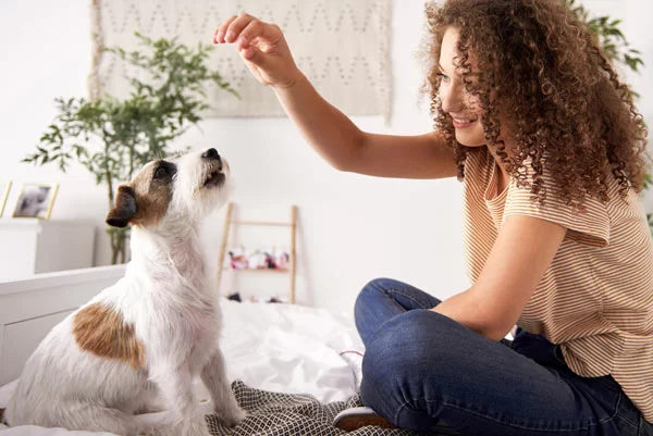 Žena cvičí jack russell teriéra pomocou pamlsku