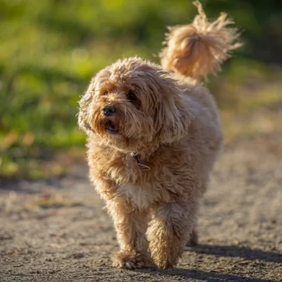 Cavapoo