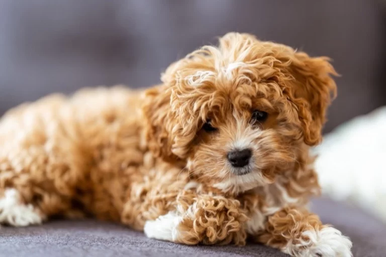 Cavapoo pri tréningu