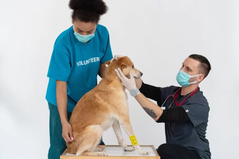 Veterinár s asistentkou pri psovi na vyšetrovacom stole
