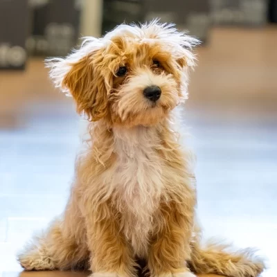 Maltipoo