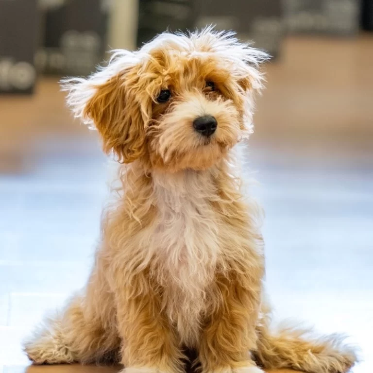 Maltipoo – vzhľad plemena