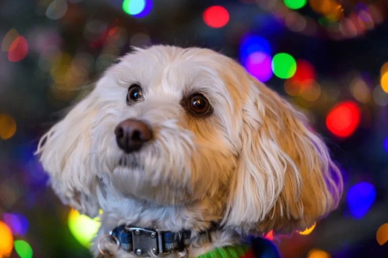 Maltipoo pri tréningu