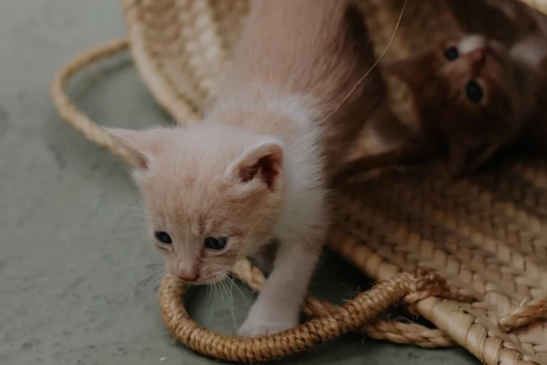 Mačiatka vyliezajúce z prepravného košíka