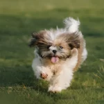 Shih-tzu