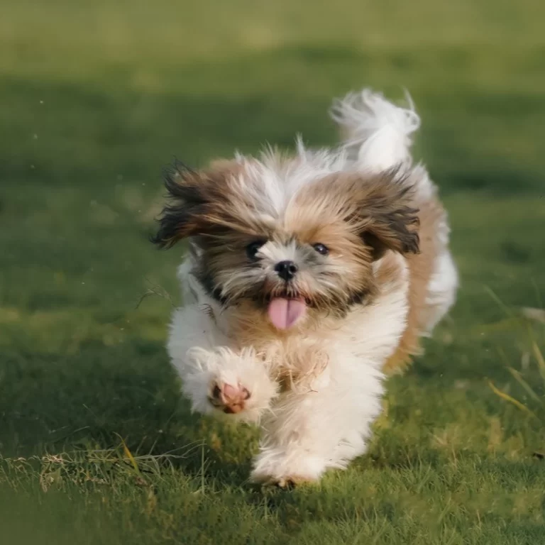 Shih-tzu – vzhľad plemena