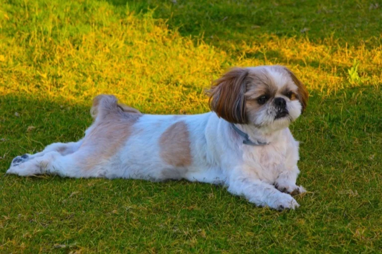 Shih-tzu pri výcviku
