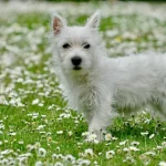 West highland white teriér