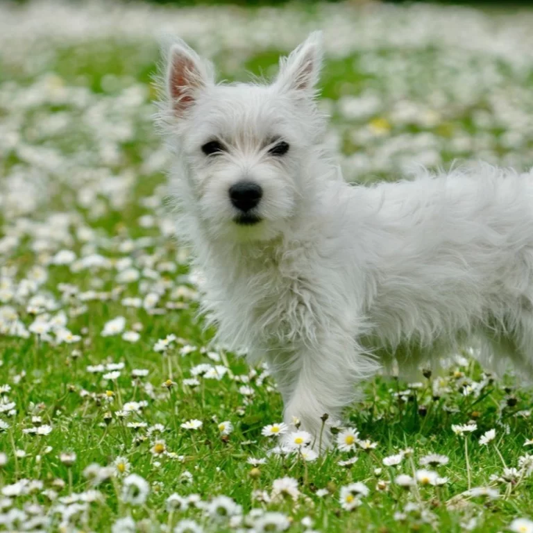 West highland white teriér – vzhľad plemena