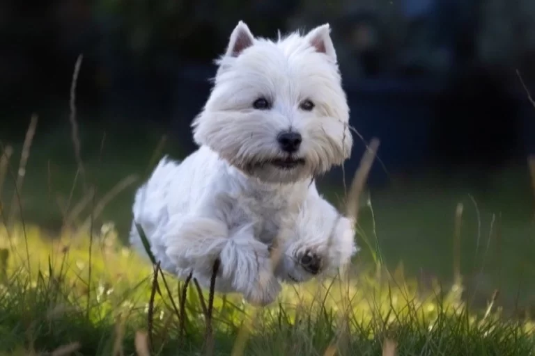 West highland white teriér pri výcviku